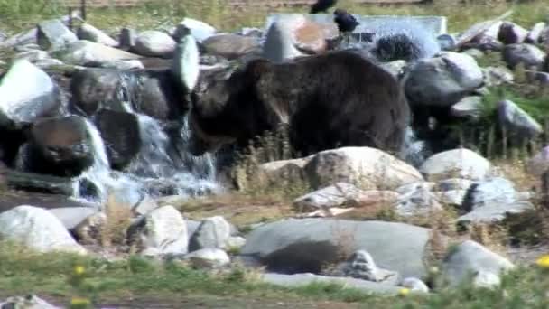 Grizzly bear στο εθνικό πάρκο Yellowstone — Αρχείο Βίντεο
