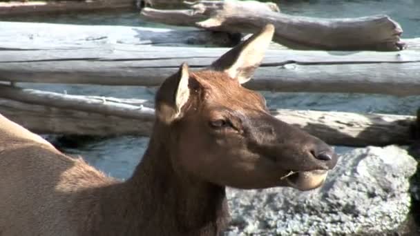 Elk eating something — Stock Video