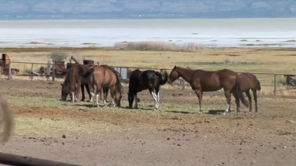 馬の牧草地に放牧 — ストック動画