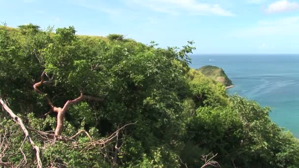 Bosque tropical de montaña — Vídeos de Stock