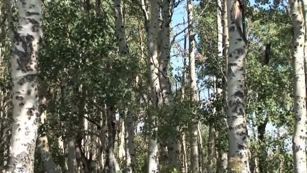 Bosque de Aspen en Utah — Vídeo de stock