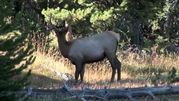 Elk grazes on meadow in the forest — Stock Video