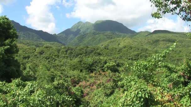 Tropical forest on Caribbean island — Stockvideo