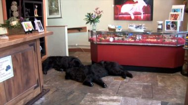 Köpek Boutique Utah