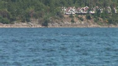 Okyanusta yüzmeye orcas