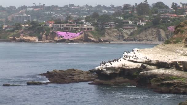 Pelícanos en la costa oceánica — Vídeos de Stock