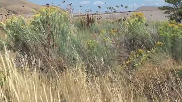 Fleurs sauvages sur prairie dans l'Utah — Video