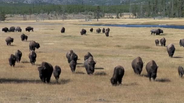 Buffles pâturant sur prairie 