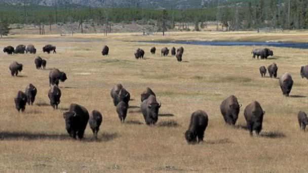 Buffaloes grazing on meadow — Stock Video