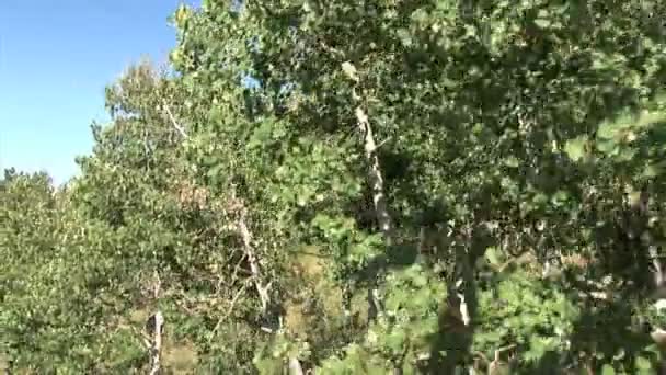 Bosque de Aspen en Utah — Vídeo de stock