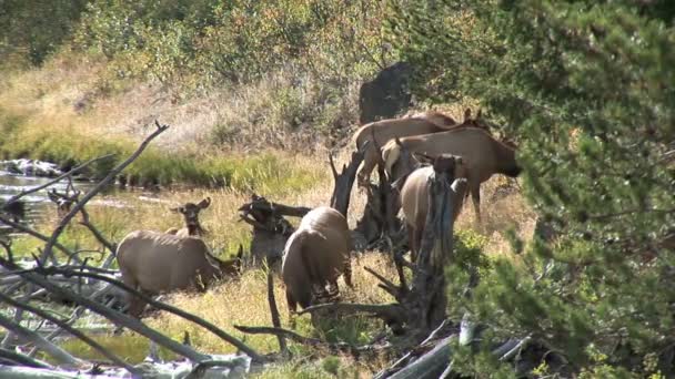 Mandria di Alce al pascolo presso il lago — Video Stock