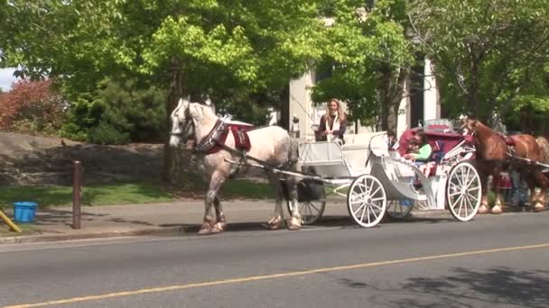 Paard getrokken vervoer in de stad van Victoria — Stockvideo