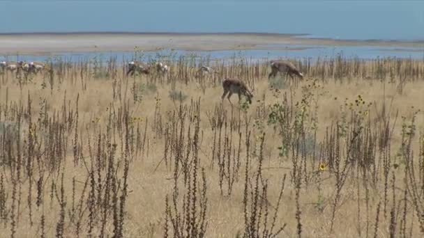 Ciervos pastando en el prado — Vídeo de stock