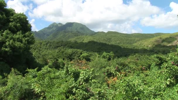 Tropical forest on Caribbean island — Stock video