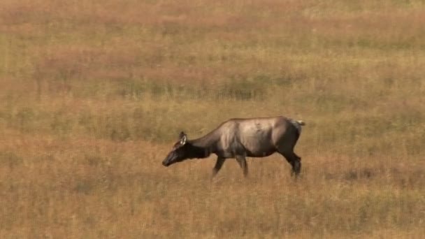 Alces pastan en el campo — Vídeos de Stock