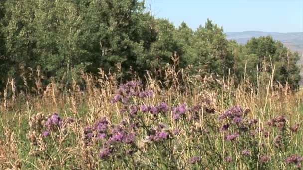 Berg bloemen op weide — Stockvideo