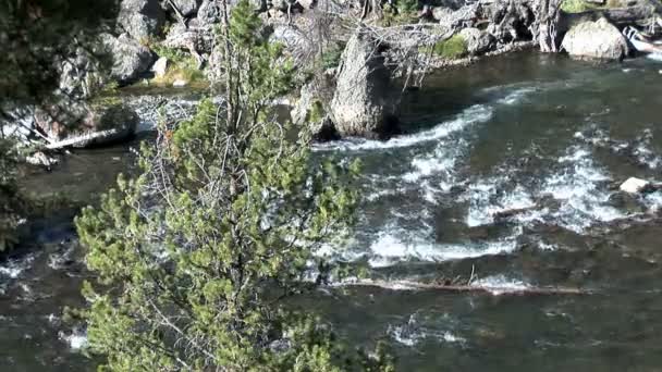 Bergbeek in Yellowstone National Park — Stockvideo