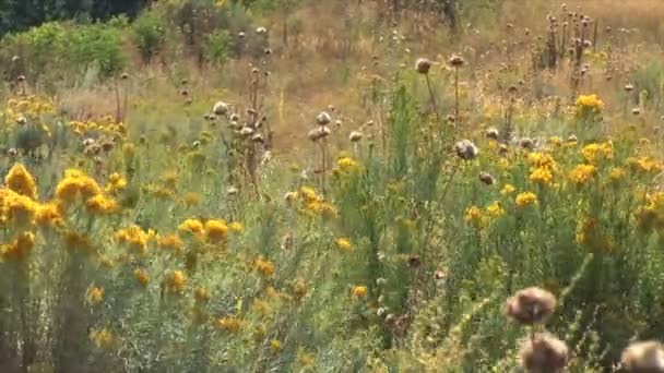 Polne kwiaty na łące w Utah — Wideo stockowe