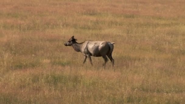 Elk pasie się w polu — Wideo stockowe