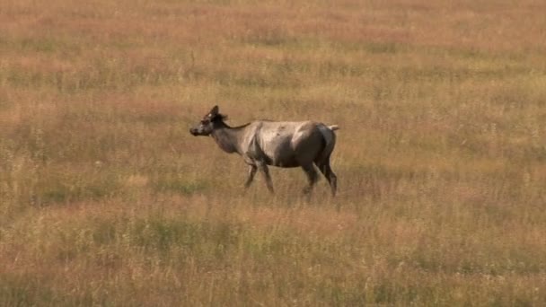 Alce pascola nel campo — Video Stock