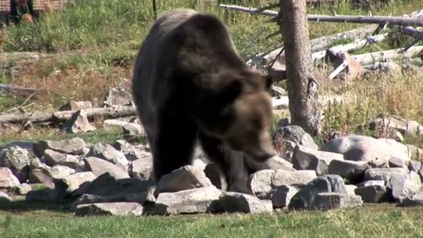 Medvěd grizzly hledání potravy — Stock video