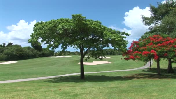 Arbres sur terrain de golf — Video