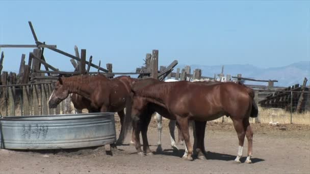 Άλογα πόσιμου νερού σε ράντσο — Αρχείο Βίντεο