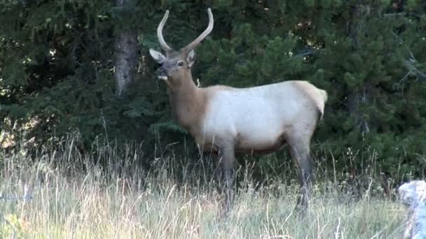 Elk grazes on meadow in the forest — Stock Video