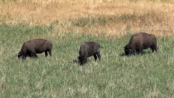 Búfalos pastando no prado — Vídeo de Stock