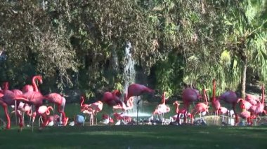 Pembe flamingolar çeşme yürüyüş