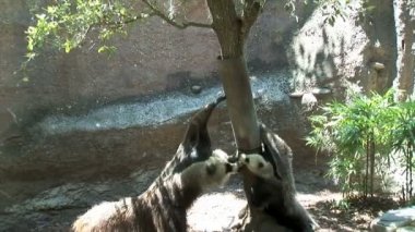 Hayvanat bahçesinde yeni Orlans anteaters