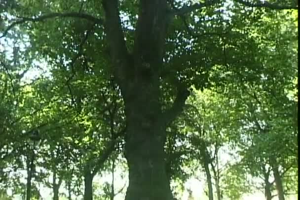 Árvore de carvalho no parque — Vídeo de Stock