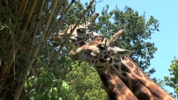 Jirafas en zoológico en Nueva Orlans — Vídeo de stock