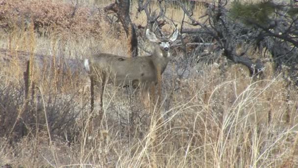Cerf de Virginie sur le terrain 