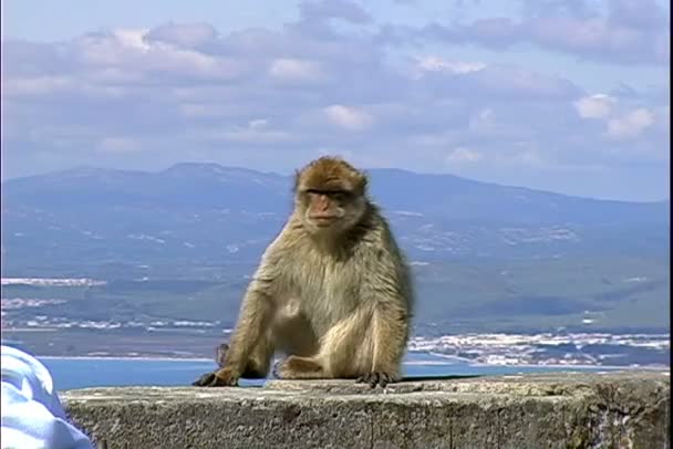 Mono en pared de roca — Vídeo de stock