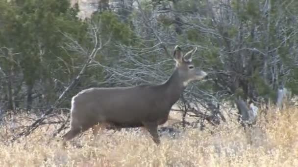 Cerf de Virginie sur le terrain 
