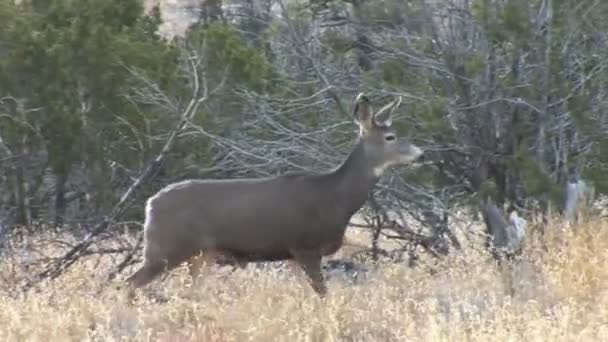 White-tailed deer in field — Stock Video