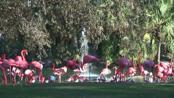 Roze flamingo's, wandelen in de buurt van fontein — Stockvideo