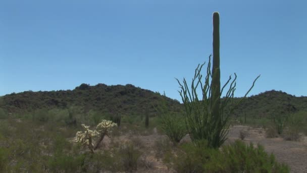 Parco nazionale delle canne d'organo — Video Stock