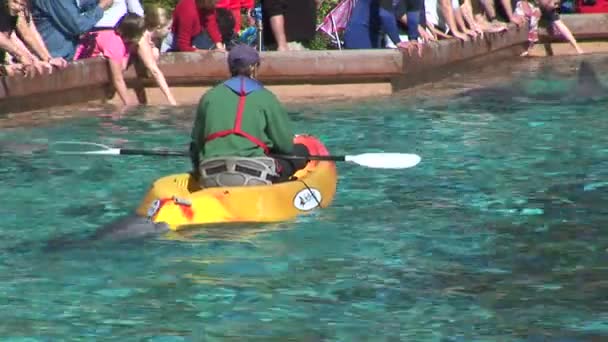 Les dauphins dans SeaWorld Orlando Florida Theme Park — Video