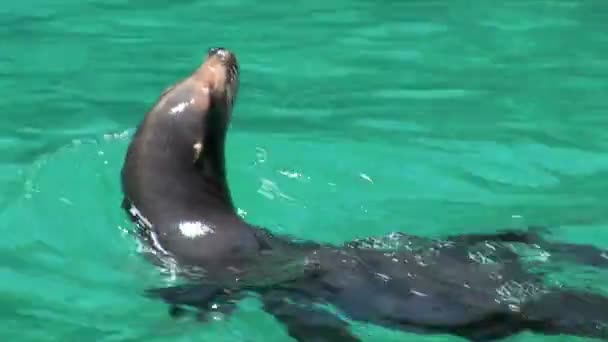 Seal in pool in zoo — Stock Video