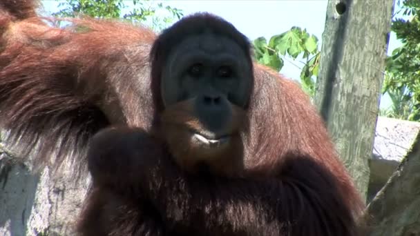 Orangutan w Orléans w nowym zoo — Wideo stockowe