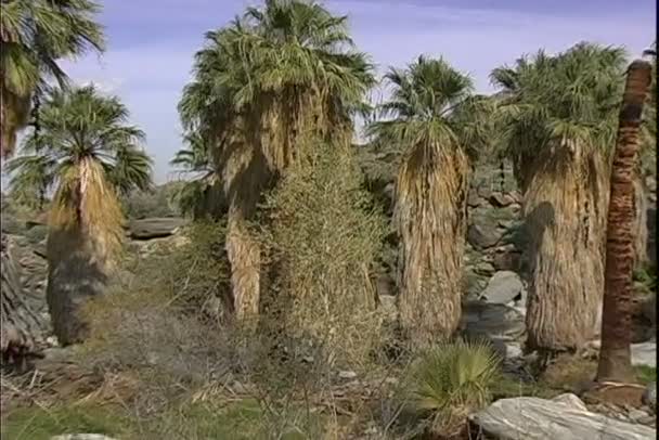 Palms in dry desert — Stock Video