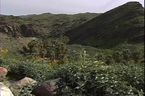 Oasi nel deserto della California — Video Stock