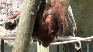 Yeni Orlans içinde hayvanat bahçesi orangutan