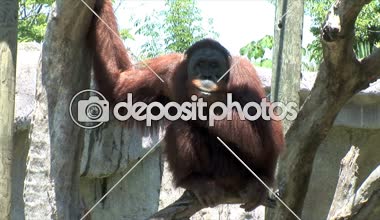 Yeni Orlans içinde hayvanat bahçesi orangutan