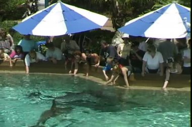 Yunuslar Seaworld Orlando Florida Tema Parkı içinde