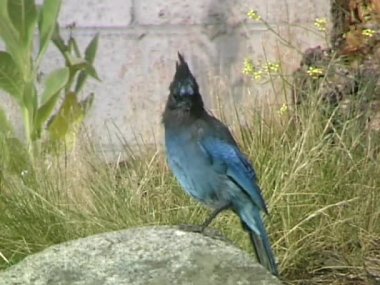 Taş üzerine oturan dağ Jay