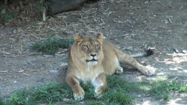 Hayvanat bahçesinde yatan aslan zemin