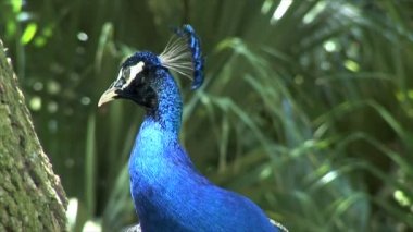 Ağacın üzerinde oturan mavi tavus kuşu